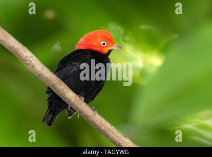 Red-capped Manakin, Laguna de Lagarto, le Costa Rica 1 Avril 2019 Banque D'Images