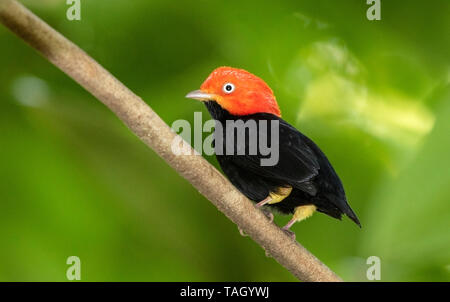 Red-capped Manakin, Laguna de Lagarto, le Costa Rica 1 Avril 2019 Banque D'Images