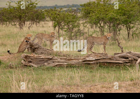 Jeunes Cheetahs sur un arbre déchu qui regarde à Masai Mara, Kenya Banque D'Images