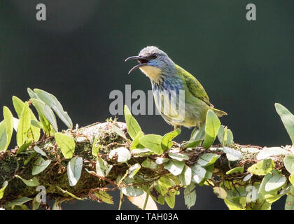 Honeycreeper Cyanerpes lucidus, brillant, femelle adulte, Laguna de Lagarto, le Costa Rica le 31 mars 2019 Banque D'Images