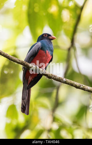 Trogon à queue vineuse, La Selva, Costa Rica 26 Mars 2019 Banque D'Images