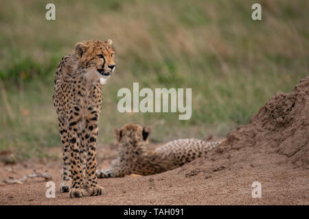 Cheetah debout en regardant vers l'avant avec guetah en arrière-plan sur le sol dans le Masai Mara, Kenya Banque D'Images