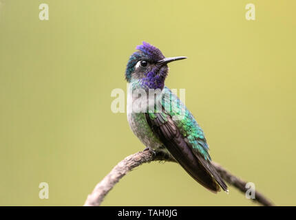 Colibri à tête violette, mâle adulte, perché sur des rameaux, Reserva El le tapir, le Costa Rica 25 Mars 2019 Banque D'Images