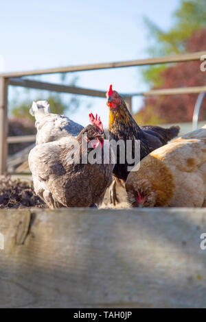 Poulets, l'Ancolie au premier plan et Buff Orpington et Golden Rock en arrière-plan, se nourrissant d'un potager dans un jardin Banque D'Images