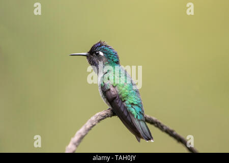 Colibri à tête violette, mâle adulte, perché sur des rameaux, Reserva El le tapir, le Costa Rica 25 Mars 2019 Banque D'Images