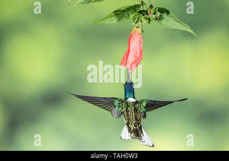 White-necked Jacobin Florisuga mellivora (Hummingbird,), se nourrissant de fleurs tropicales, Laguna de Lagarto, le Costa Rica 29 Mars 2019 Banque D'Images