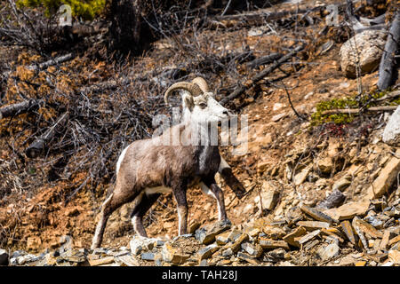 Ram avec sa tête haute autour de l'autoroute Cassiar, dans le sud du Yukon Territoire du Canada. Banque D'Images