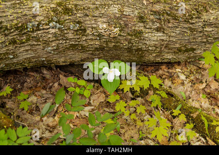 Trilluim Woods contient un réseau de sentiers de promenade et des pistes cyclables. Il y a un petit ruisseau avec une chute d'eau, marécages, et des bois pour une variété d'wildlif Banque D'Images