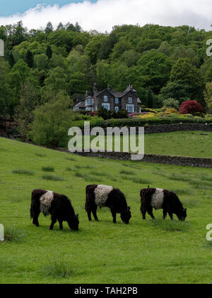 Trois petits à ceinture's appréciant les pâturages frais sur le fellside Près de Grasmere dans le Lake District Banque D'Images