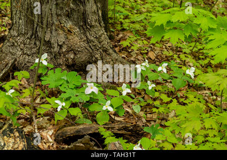 Trilluim Woods contient un réseau de sentiers de promenade et des pistes cyclables. Il y a un petit ruisseau avec une chute d'eau, marécages, et des bois pour une variété d'wildlif Banque D'Images