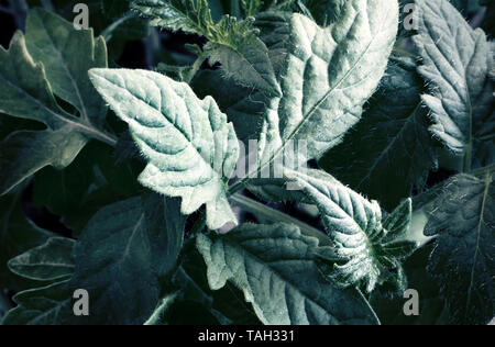 Dans le sol de la serre semis de plants de tomates. Banque D'Images