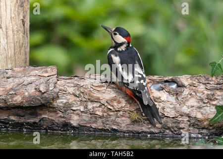 Great spotted woodpecker (Dendrocopos major), un des oiseaux forestiers, en mai, UK Banque D'Images