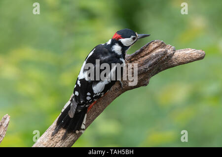 Great spotted woodpecker (Dendrocopos major), un des oiseaux forestiers, en mai, au Royaume-Uni, sur l'alimentation d'un arbre mort Banque D'Images