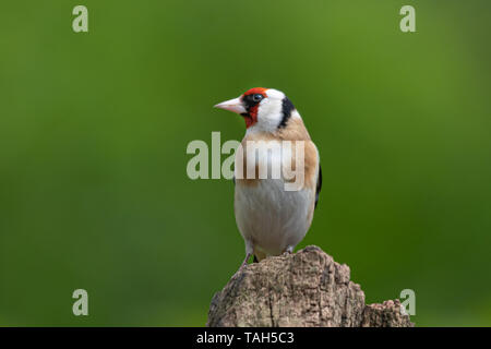 Oiseaux Chardonneret jaune (Carduelis carduelis), un britannique colorés Finch, UK Banque D'Images