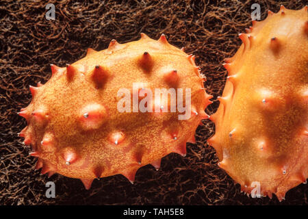 Melon à cornes de l'Afrique, 'Kiwano' Cucumis melo, revêtement extérieur et intérieur flash verdâtre. Banque D'Images