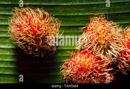Nephelium lappaceum ramboutan, fruits Banque D'Images