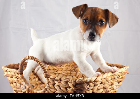 Jack Russell chiot dans un panier Banque D'Images