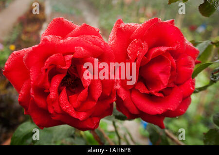 Rose aussi connu comme Golap Gulab, Rosa plantation à Birulia, Savar. Khulna, Bangladesh. Banque D'Images