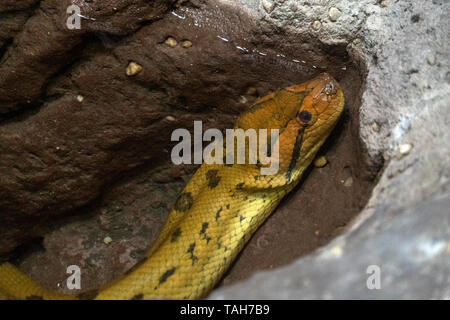 Serpent anaconda vert close up Banque D'Images