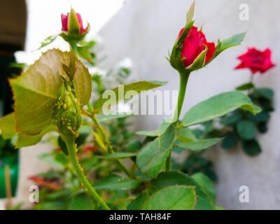 Jardin de roses rouges et à l'arrière-plan d'autres fleurs Banque D'Images