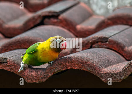 Inséparable à collier jaune perching on roof tile Banque D'Images