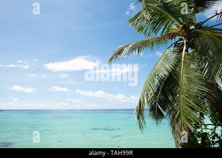 Les arbres verts à Anse Royale, l'île de Mahé, Seychelles Banque D'Images