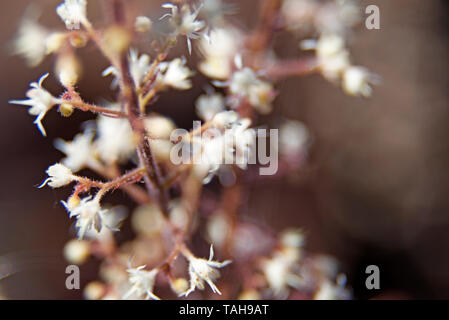 Plante avec beaucoup de petites fleurs blanches Banque D'Images