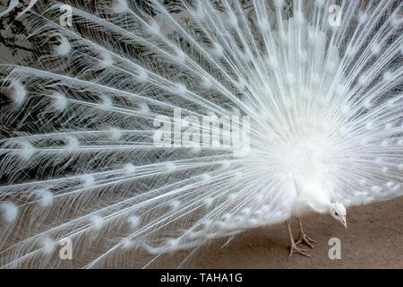 Avec les plumes de paon blanc étendu Banque D'Images