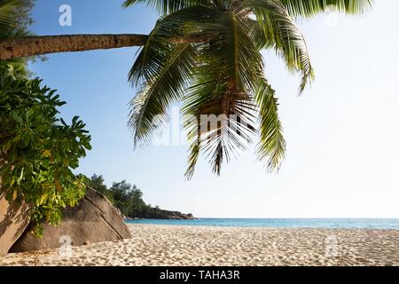 Palmiers sur la plage de Anse Intendance, l'île de Mahé, Seychelles Banque D'Images