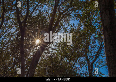 Soleil filtrant à travers la cime des arbres, Athènes, Grèce Banque D'Images