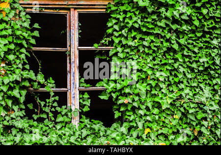 Fenêtre cassée d'un bâtiment abandonné couvert de lierre vert Banque D'Images