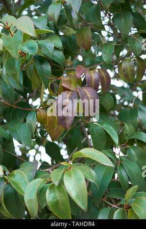 Ligustrum lucidum branch close up Banque D'Images