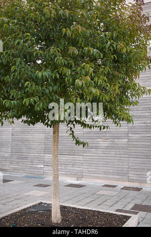 Ligustrum lucidum branch close up Banque D'Images