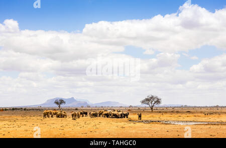 Troupeau d'éléphants africains sur les plaines de savane à Tsavo East Park, Kenya Banque D'Images