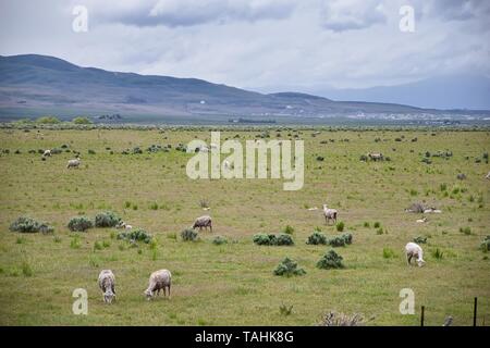 Des moutons paissant dans stormy paysage vue panoramique à partir de la frontière de l'Utah et de l'Idaho, de l'Interstate 84, I-84, vue de l'agriculture rurale, moutons et vaches broutent Banque D'Images