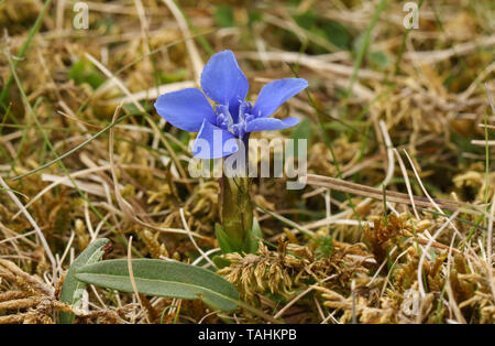 Un beau printemps fleurs Gentiane, Gentiana verna, grandissant dans la lande au Royaume-Uni. Banque D'Images