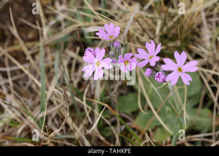 Une jolie floraison primevère laurentienne, usine, Primula farinosa, grandissant dans les landes du Durham, Royaume-Uni au printemps. Banque D'Images