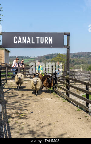 Course de moutons à Hall Farm, écorce House Lane, Cawthorne, Barnsley, South Yorkshire, Angleterre, Royaume-Uni Banque D'Images