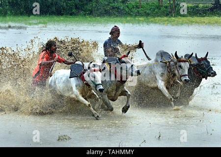 Moi Chara (Bull Race) - Ce taureau race est un festival rural de l'ouest du Bengale, où une paire de chaque course de taureaux d'autres. Cette course effectuée par agriculteur local Banque D'Images