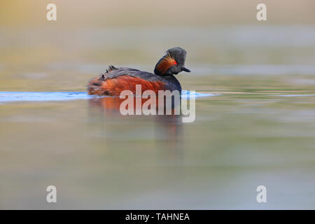 Un magnifique plumage nuptial Grèbe à cou noir Grèbe ou (Podiceps nigricollis) sur un lac dans les Midlands anglais Banque D'Images