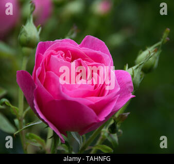 Rosa « Hyde Hall » Banque D'Images