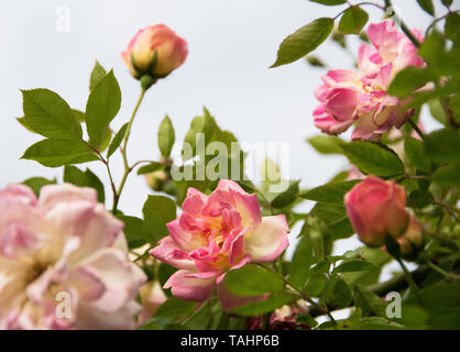 Rosa 'Phyllis Bde' de rambler vraiment-comme le caractère, qui a l'avantage de répéter de manière fiable-floraison. Il porte de petites pulvérisations délicieux, pâle apri Banque D'Images