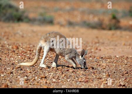 Kangourou rouge (Macropus rufus), adulte commandant sur toundra, Sturt National Park, New South Wales, Australie Banque D'Images