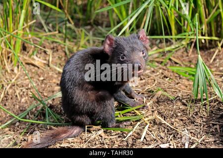 Diable de Tasmanie (Sarcophilus harrisii), adulte, est assis sur le sol, Mount Lofty, Australie du Sud, Australie Banque D'Images