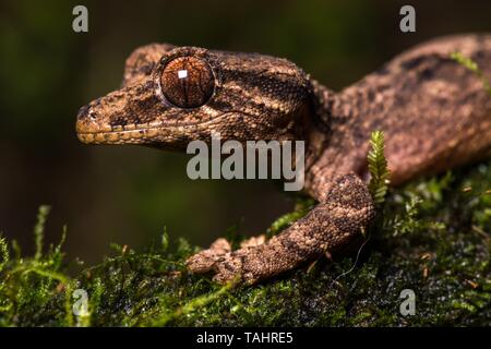 Nuit gecko à queue de feuille active (Uroplatus alluaudi), homme, sur la branche moussue, portrait des animaux, du Jardin Botanique Montagne d' Ambre, au nord Madagascar Banque D'Images