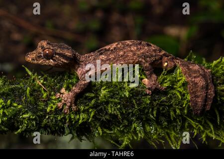 Nuit gecko à queue de feuille active (Uroplatus alluaudi), homme, sur la branche moussue, jardin botanique Montagne d' Ambre, au nord de Madagascar, Madagascar Banque D'Images