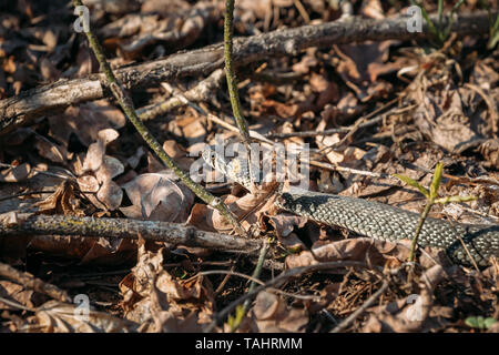 Couleuvre à collier - Natrix natrix Adder Chef déménagement dans la forêt au début du printemps. Banque D'Images