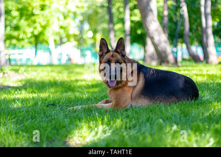 Portrait de Berger Allemand allongé sur l'herbe verte. Fourrure brun Race Cute Animal domestique à l'extérieur sur la pelouse du Parc. Compagnon de beauté et de garde Banque D'Images