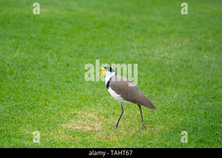 Vanneau masqué ( Vanellus miles ) l'article sur l'herbe verte Banque D'Images