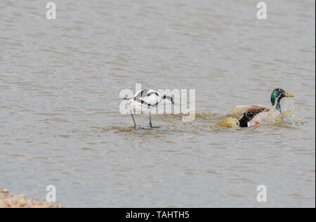 Avocette élégante (Recurvirostra avosetta) chasing off un canard colvert Banque D'Images